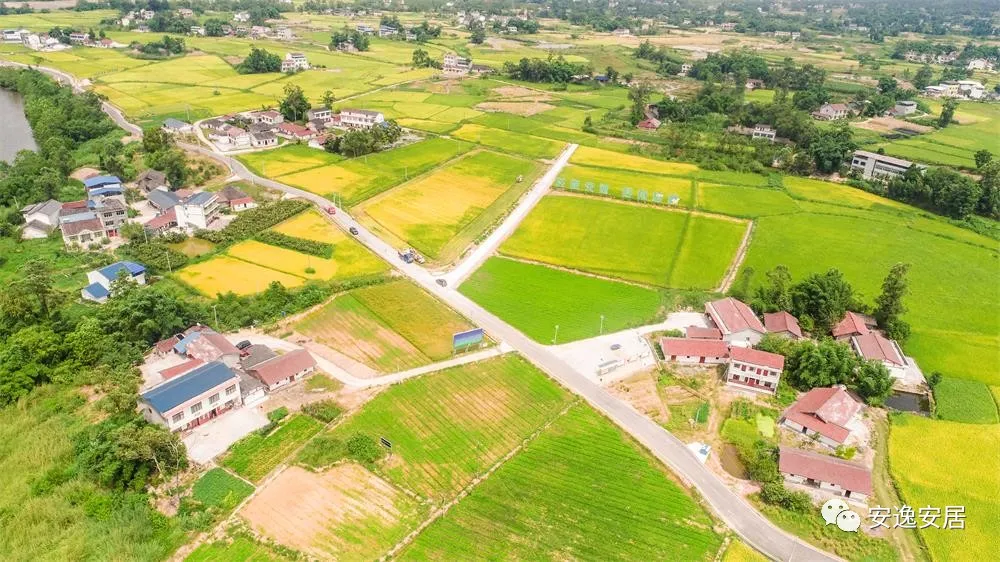 安居区万亩水稻开镰收割，赶紧约上小伙伴来一场秋收的约会吧~