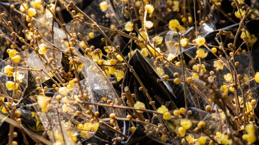 pong香~据说川渝人都在等这一抹香