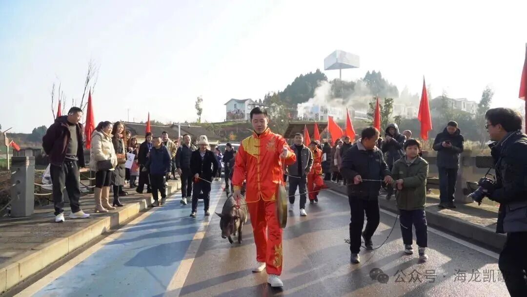 川渝刨猪汤接连不断！海龙凯歌邀请全国人民来按猪赶猪，免费吃刨汤宴