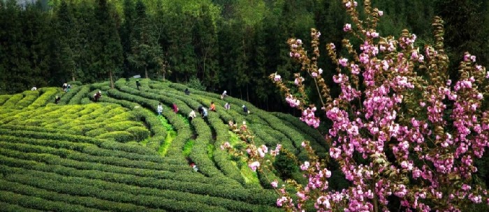 游客接待量近20万人次 马边春节文旅“热辣出圈”