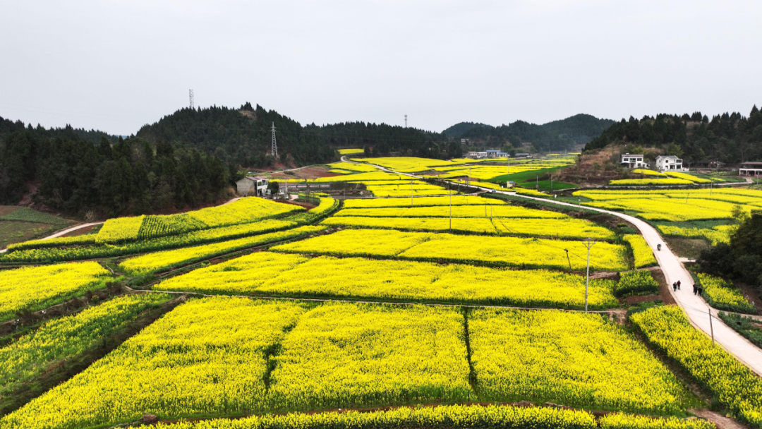 千亩金浪绘就春日田园图