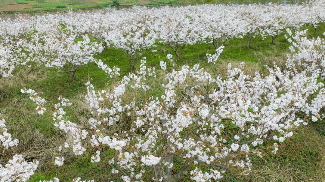 春信至：三家镇樱桃花提前绽放，花开如雪待人归