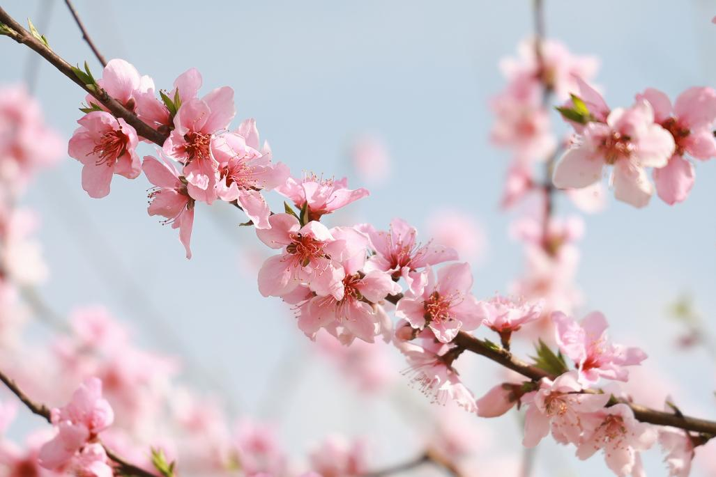 就在本周末！来安居拦江镇赴一场春天的约会