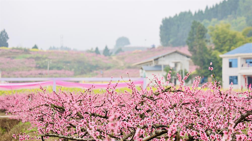 春日顶流！安居赏花季引中省媒体聚焦报道