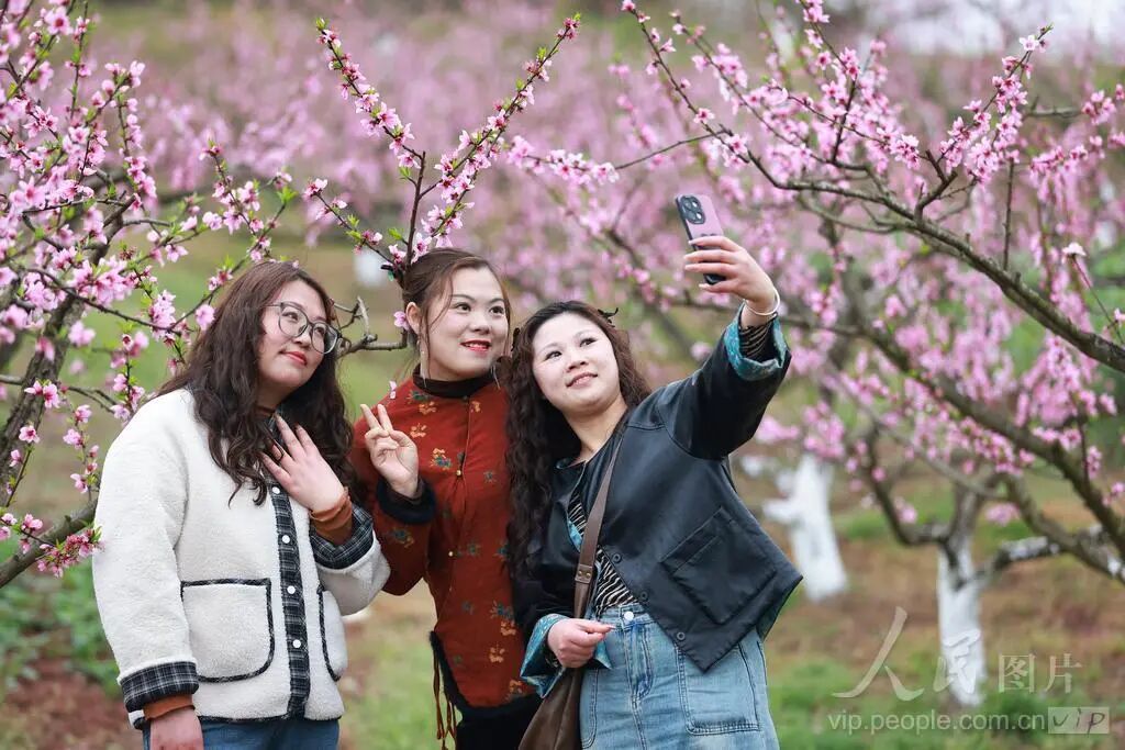 人民网关注安居区拦江镇桃花季｜赴万亩花海之约，解锁乡村限定乐趣