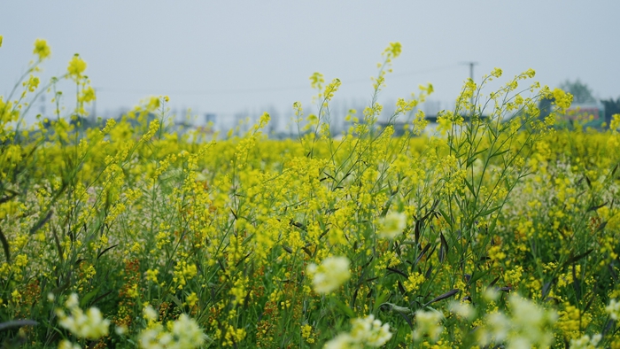 万亩油菜花迎春绽放 绵阳安州乡村文化和旅游消费季启幕