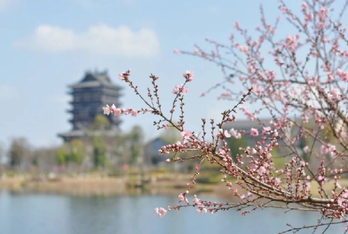 白天赏桃林夜游灯会，来成都龙泉驿解锁春日“穿越”体验