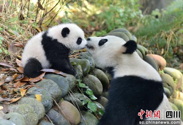 AI评选全国十大文旅LOGO 四川文旅标识获评第一 四川文旅做对了什么？