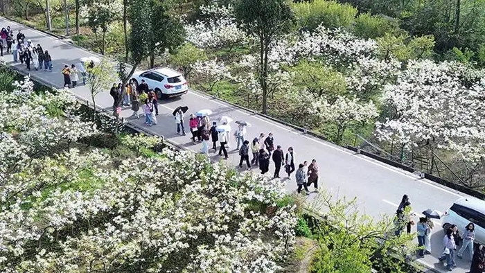 “竹”够好耍！绵竹发布春季旅游线路