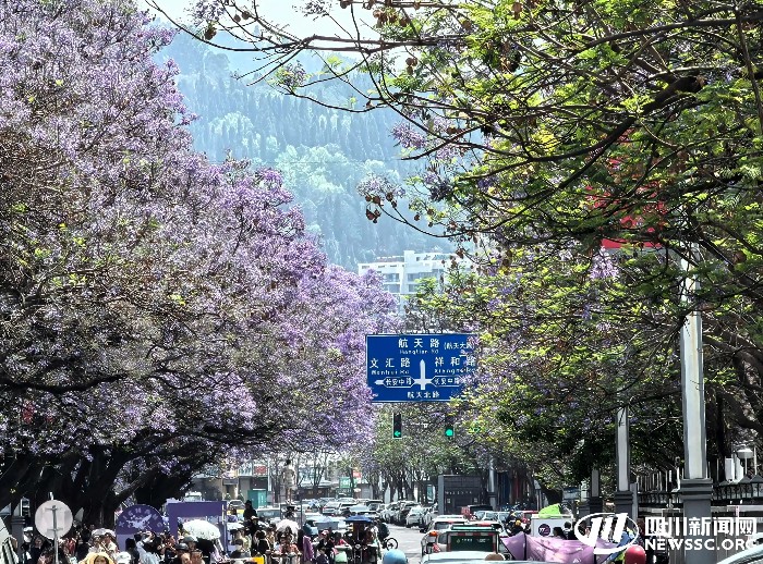 紫色花海的序曲 西昌蓝花楹预计于4月20日盛放