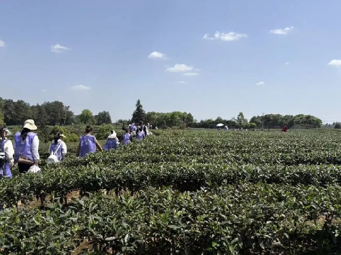 入画名山童行茶海 儿童友好解锁研学新体验