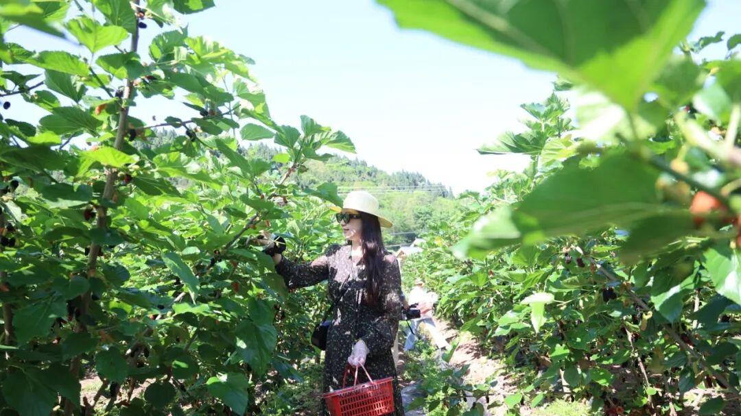 酸甜暴击！安居这里桑葚挂满枝头，采摘走起~